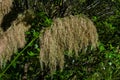 New Zealand toetoe or toitoi grass Royalty Free Stock Photo