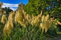 New Zealand toetoe or toitoi grass Royalty Free Stock Photo