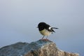 New Zealand Tomtit Royalty Free Stock Photo