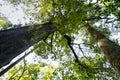 New Zealand Totara Walk forest Royalty Free Stock Photo