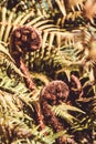 New Zealand Tree Fern Koru unfurling Royalty Free Stock Photo