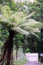 New Zealand Tree Fern Royalty Free Stock Photo