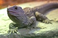 New Zealand Tuatara