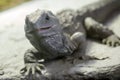 New Zealand Tuatara