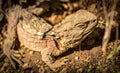 New Zealand Tuatara