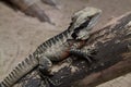 A New Zealand Tuatara lizard.