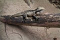 A New Zealand Tuatara lizard.