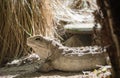 New Zealand Tuatara