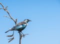 New Zealand tui bird Royalty Free Stock Photo