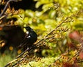 New Zealand Tui endemic bird Royalty Free Stock Photo
