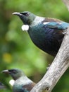 New Zealand Tui bird Royalty Free Stock Photo