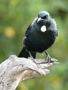New Zealand Tui bird Royalty Free Stock Photo