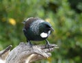 New Zealand Tui bird Royalty Free Stock Photo