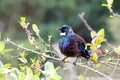 New Zealand Tui bird Royalty Free Stock Photo