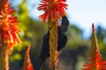 New Zealand Tui drinking nectar from an Aloe flower Royalty Free Stock Photo