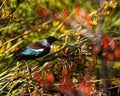 New Zealand Tui endemic bird Royalty Free Stock Photo