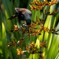 A New Zealand Tui feeding on flax flower nectar Royalty Free Stock Photo