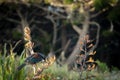 New Zealand Tui Feeding On Flax Plant Royalty Free Stock Photo