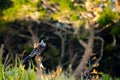 New Zealand Tui Feeding In Morning Sun Royalty Free Stock Photo