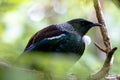 New Zealand Tui perched in a tree surveying its land Royalty Free Stock Photo