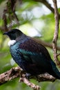 New Zealand Tui perched in a tree surveying its land Royalty Free Stock Photo