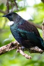 New Zealand Tui perched in a tree surveying its land Royalty Free Stock Photo