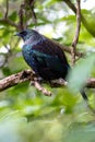 New Zealand Tui perched in a tree surveying its land Royalty Free Stock Photo