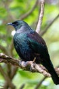 New Zealand Tui perched in a tree surveying its land Royalty Free Stock Photo