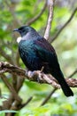 New Zealand Tui perched in a tree surveying its land Royalty Free Stock Photo