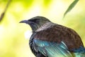 New Zealand Tui perched in a tree surveying its land Royalty Free Stock Photo