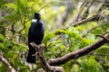 New Zealand Tui perched in a tree surveying its land Royalty Free Stock Photo