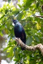 New Zealand Tui perched in a tree surveying its land Royalty Free Stock Photo