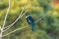 New Zealand Tui singing