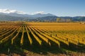 New Zealand vineyard Royalty Free Stock Photo