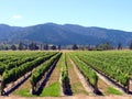 Vineyard, Blenheim, New Zealand