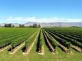 Vineyard, Blenheim, New Zealand