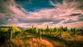 new zealand vineyard near Blenheim under dramatic sky Royalty Free Stock Photo