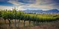 new zealand vineyard Marlborough area Royalty Free Stock Photo