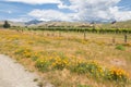 New Zealand vineyards landscape with wildflowers Royalty Free Stock Photo