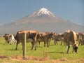 New Zealand Volcano and cows