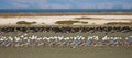 New Zealand waders resting on mud