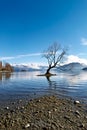 New Zealand. That Wanaka Tree. Lake Wanaka. Otago