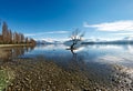 New Zealand. That Wanaka Tree. Lake Wanaka. Otago