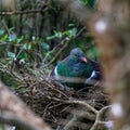 New Zealand wood pigeon Maori: kererÃÂ« / kÃÂ«kÃÂ« / kÃÂ«kupa sitting on nest