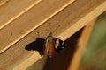 New Zealand Yellow Admiral butterfly with wings half open