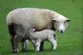 Sheep with lamb on the forgotten world highway, New Zealand Royalty Free Stock Photo