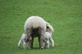 Sheep with twin lamb on the forgotten world highway, New Zealand Royalty Free Stock Photo