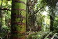 New Zealands Tree Trunk in a Forest on North Island