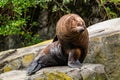 New Zeland fur seal sunning on a rock. Auckland Zoo, Auckland, New Zealand