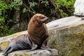 New Zeland fur seal sunning on a rock. Auckland Zoo, Auckland, New Zealand